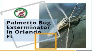 Palmetto Bug Exterminator in Orlando, FL