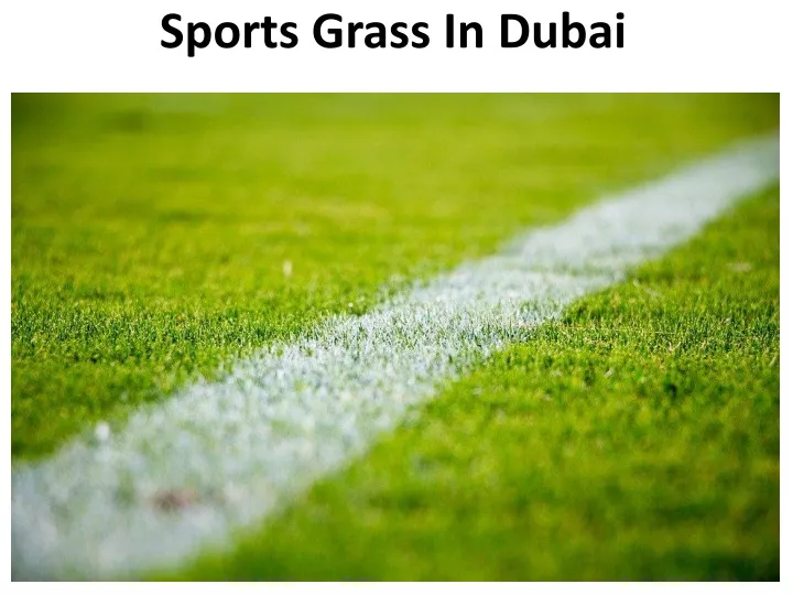 sports grass in dubai