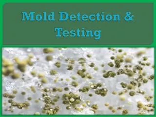 Mold Detection & Testing