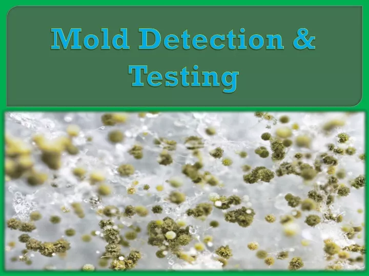 mold detection testing