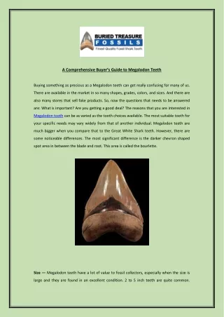 a comprehensive buyer s guide to megalodon teeth