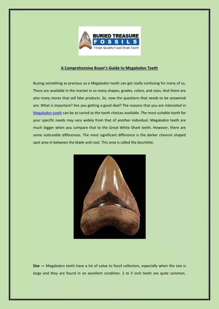a comprehensive buyer s guide to megalodon teeth