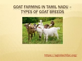 Goat farming in tamil nadu - Key points for investment in goat farming