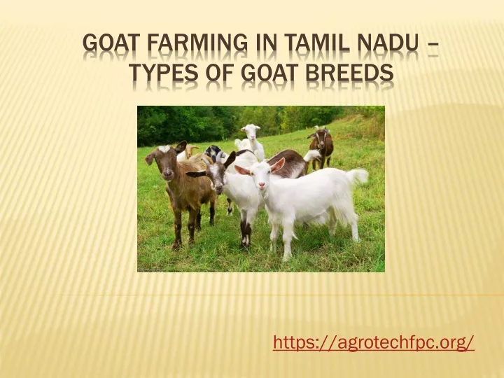 goat farming in tamil nadu types of goat breeds