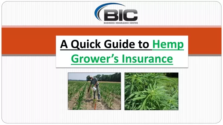a quick guide to hemp grower s insurance