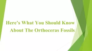 here s what you should know about the orthoceras fossils