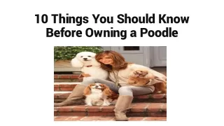 10 Things You Should Know Before Owning Poodle Puppies