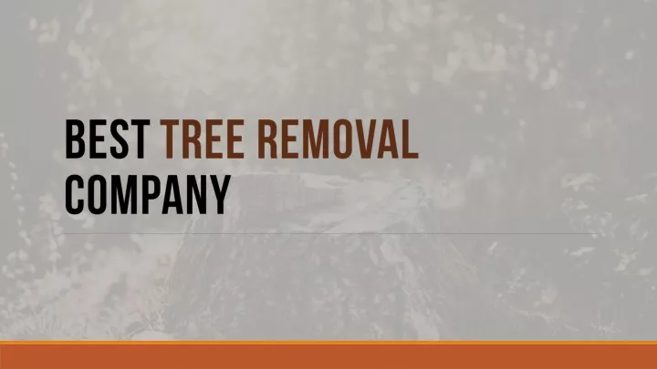 best tree removal company