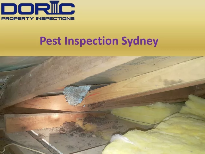 pest inspection sydney