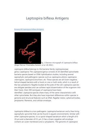 leptospira biflexa antigens