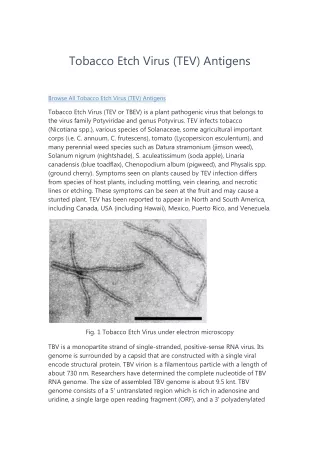 tobacco etch virus tev antigens
