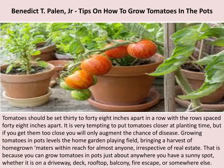 benedict t palen jr tips on how to grow tomatoes in the pots