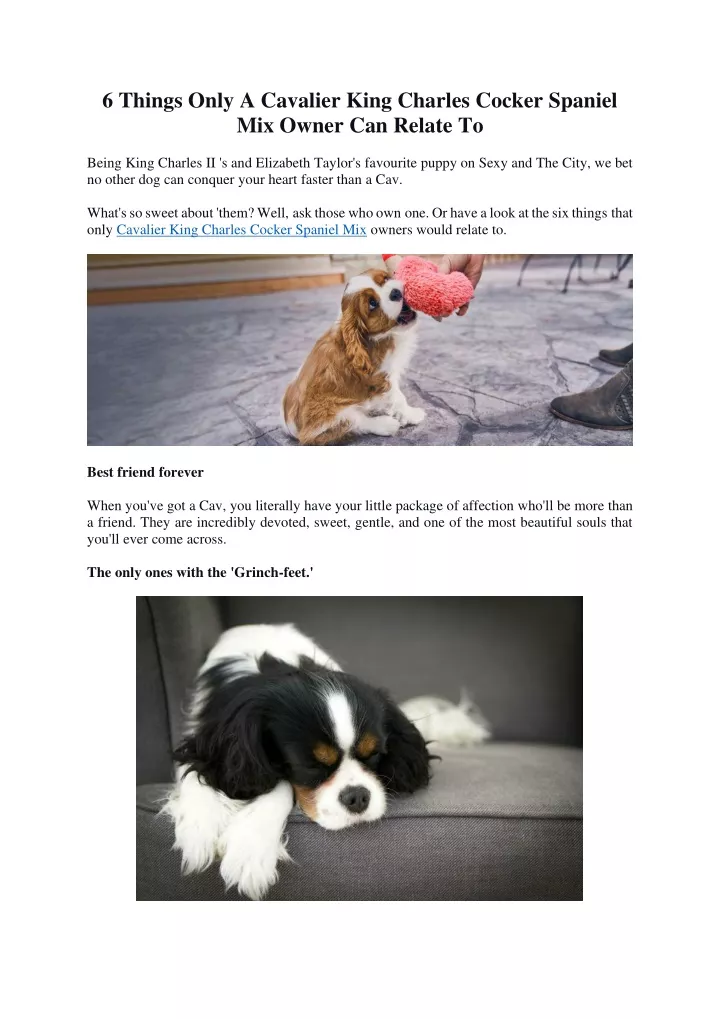 6 things only a cavalier king charles cocker