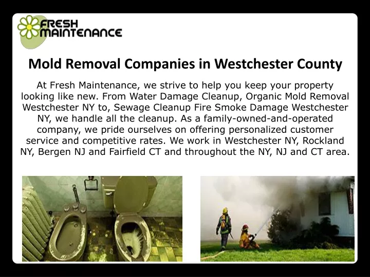 mold removal companies in westchester county