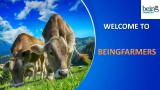 Buy Cattle Feed Supplement Online From BeingFarmers