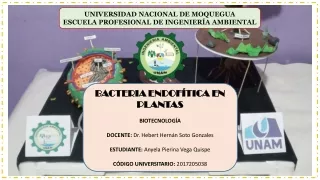 Bacteria Endofitica en la Planta