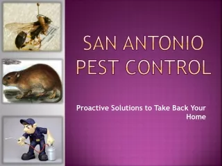 San Antonio Pest Control- Satxpest.com