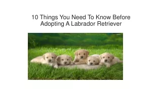 10 Things You Need to Know Before Adopting A Labrador Retriever