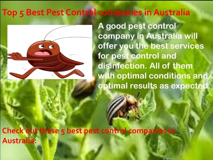 top 5 best pest control companies in australia