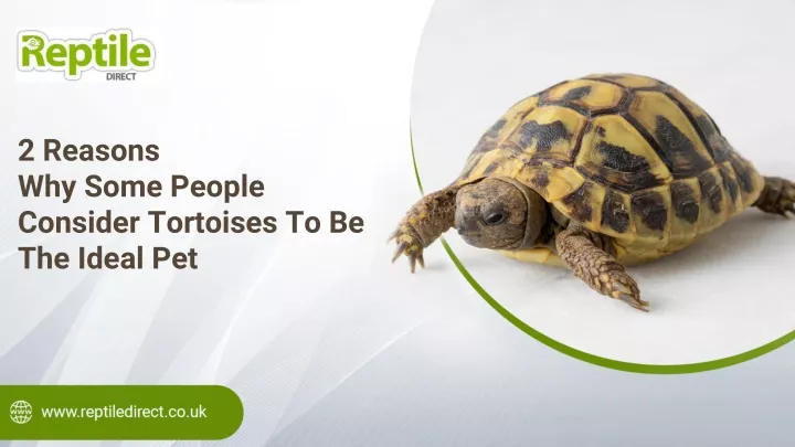 2 reasons why some people consider tortoises