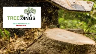 Affordable Tree Removal and Stump Grinding Services at Melbourne - Tree Kings