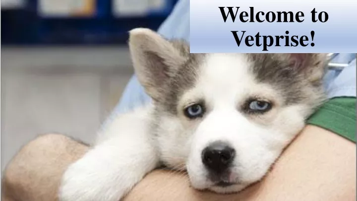 welcome to vetprise