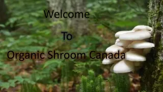 Buy Shrooms Online