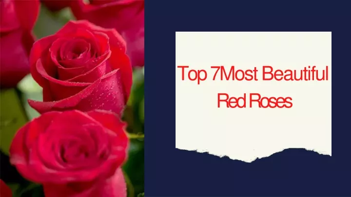 top 7 most beautiful red roses