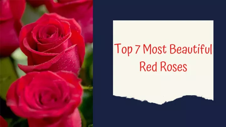 top 7 most beautiful red roses