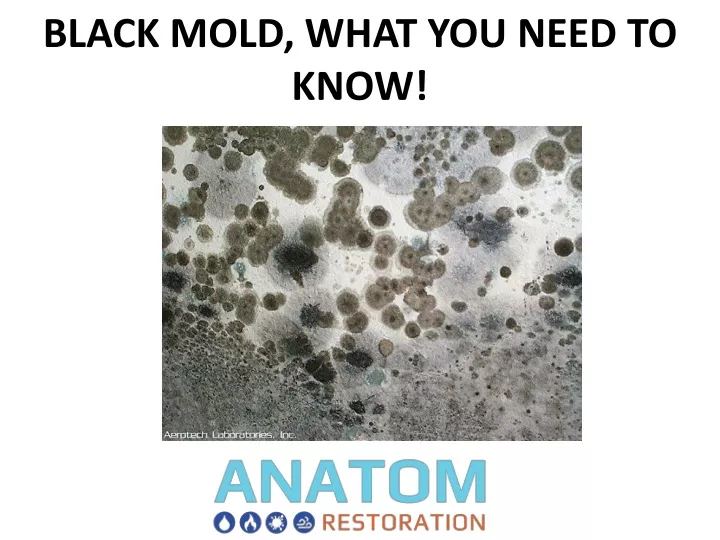 black mold what you need to know