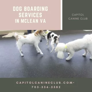 dog boarding services in mclean va