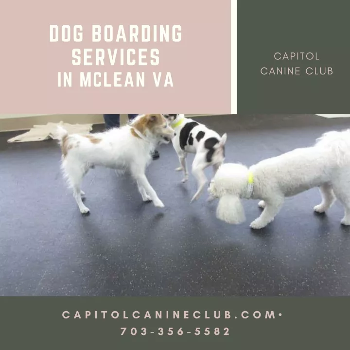 dog boarding services in mclean va