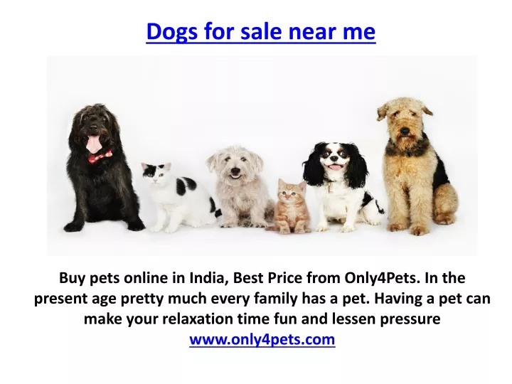 dogs for sale near me