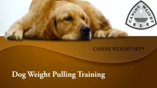 Dog Weight Pulling Training