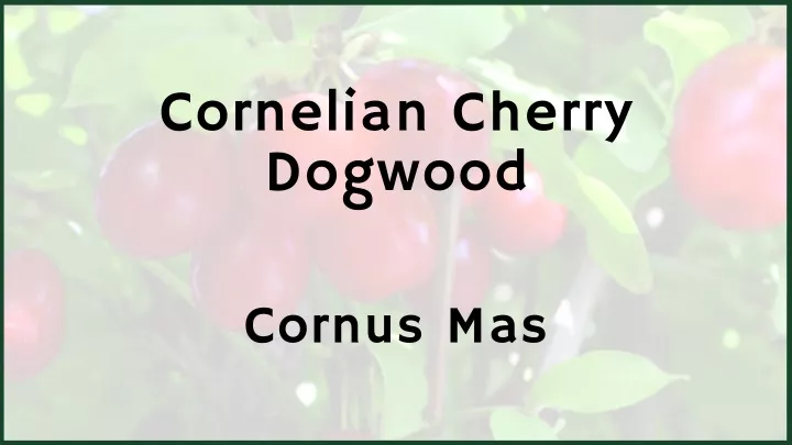 cornelian cherry dogwood