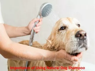 importance of using natural dog shampoo