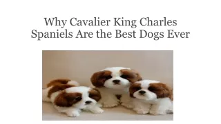 Why Cavalier King Charles Spaniels Are the Best