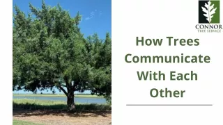 How Trees Communicate With Each Other