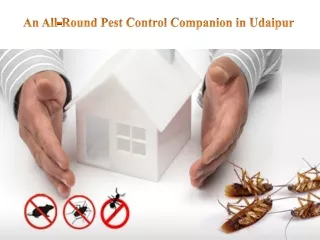 An All-Round Pest Control Companion in Udaipur