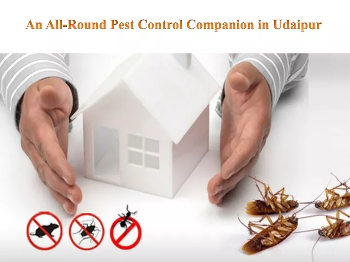 an all round pest control companion in udaipur