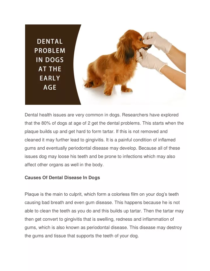 dental health issues are very common in dogs
