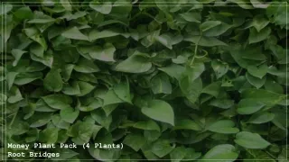 Money Plant Pack (4 Plants) - Root Bridges