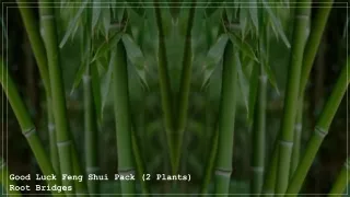 Good Luck Feng Shui Pack (2 Plants) - Root Bridges