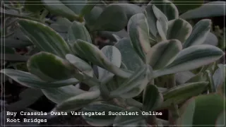 Buy Crassula Ovata Variegated Succulent Online - Root Bridges