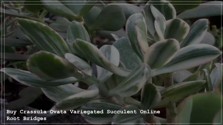 buy crassula ovata variegated succulent online