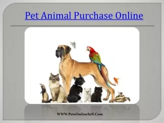 Purchase Pet Animals Online From Best Animal Buying Sites: PetsOnlineSell
