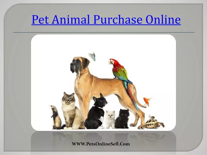 pet animal purchase online