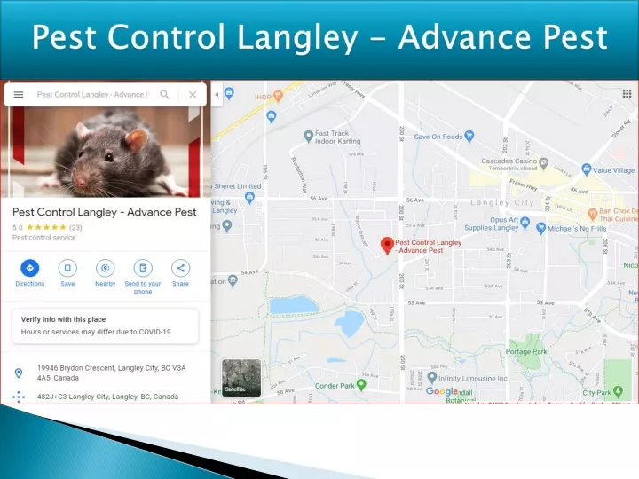 pest control langley advance pest