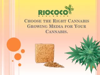 Choose the Right Cannabis Growing Media for Your Cannabis.