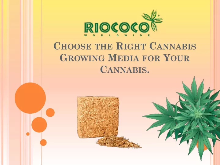 choose the right cannabis growing media for your cannabis